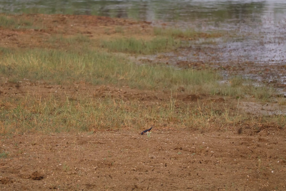 Red-rumped Swallow - ML620331361
