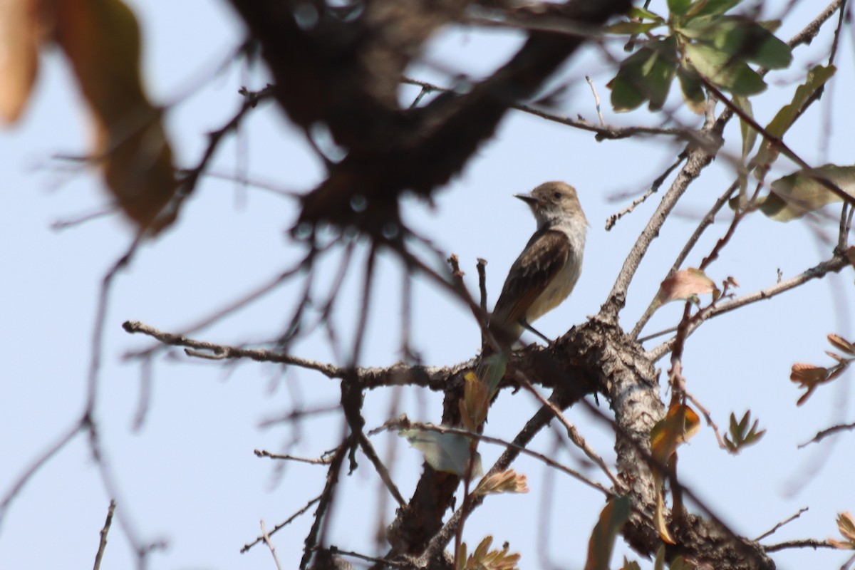 tanımsız Myiarchus sp. - ML620331363