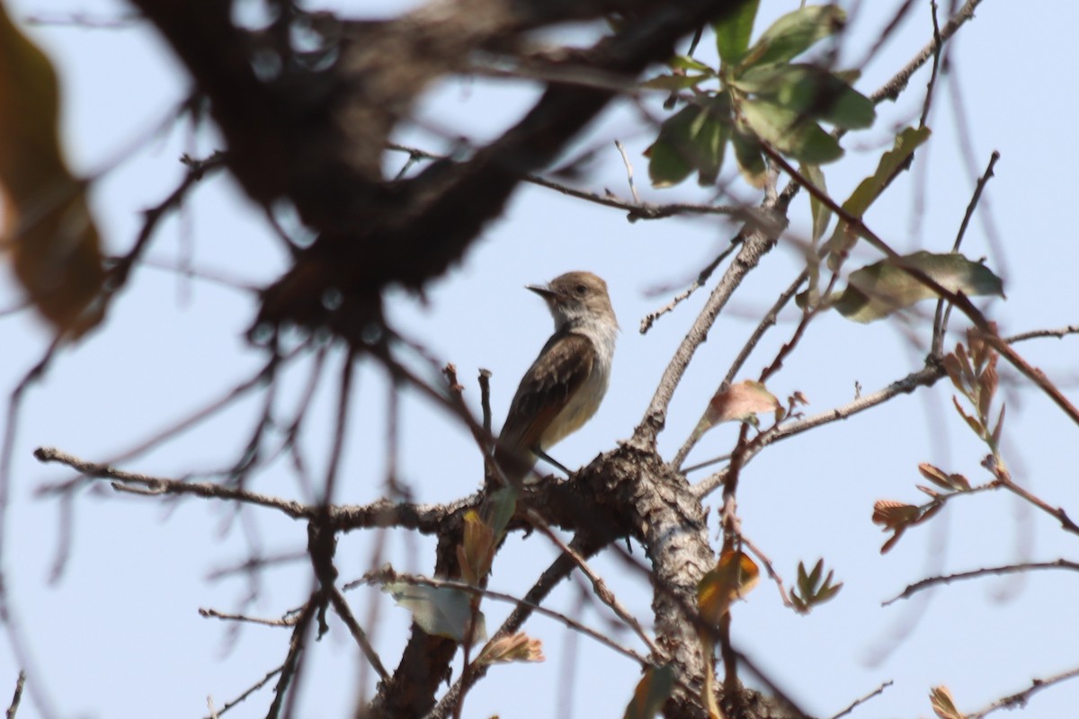 tanımsız Myiarchus sp. - ML620331364