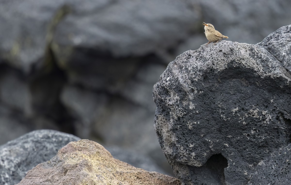 Pacific Wren - ML620331367