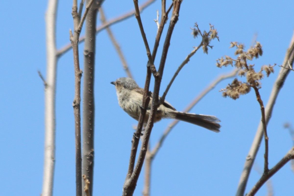 Bushtit - ML620331368