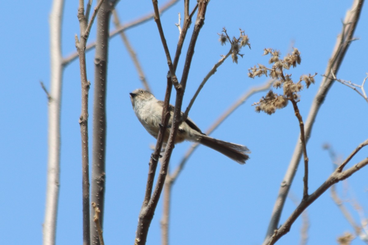 Bushtit - Francisco J. Muñoz Nolasco