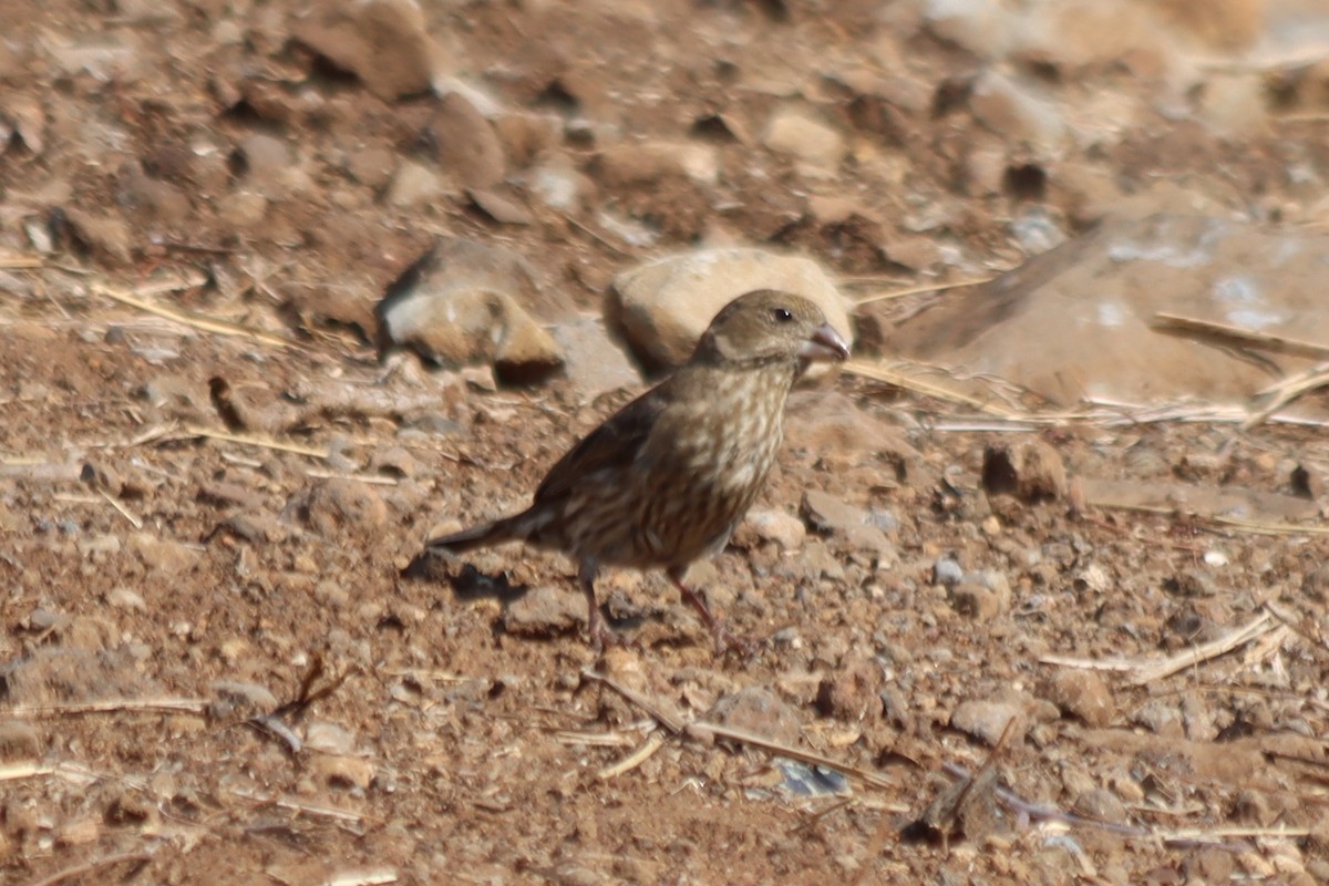 House Finch - ML620331371