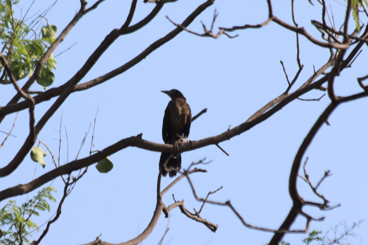 Great-tailed Grackle - ML620331372