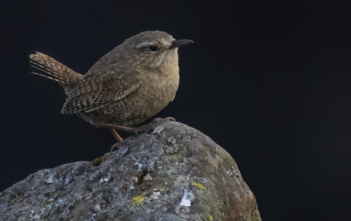 Pacific Wren - ML620331373