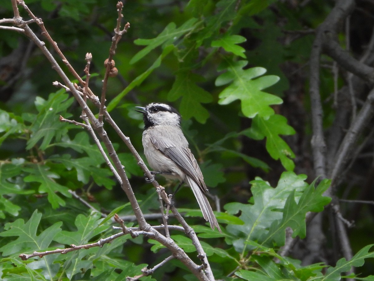 Mountain Chickadee - ML620331380