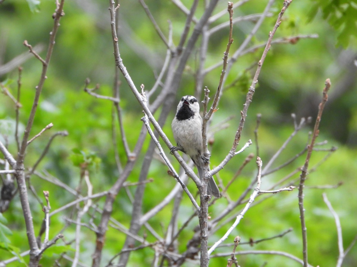 Mountain Chickadee - ML620331381