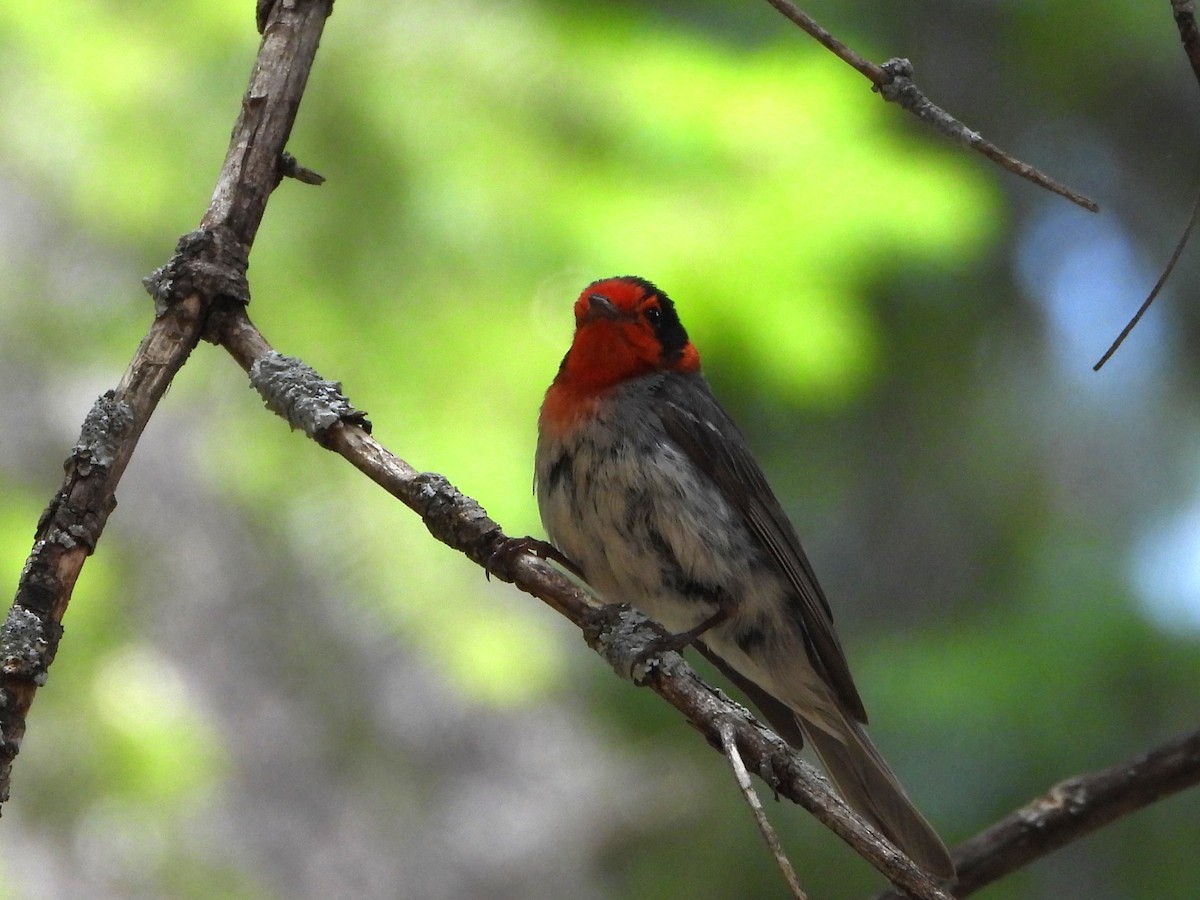 Red-faced Warbler - ML620331395