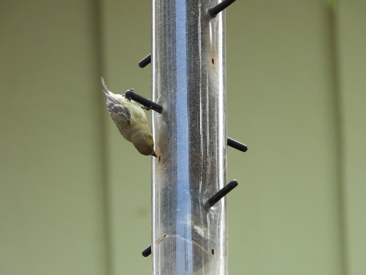 Lesser Goldfinch - ML620331411