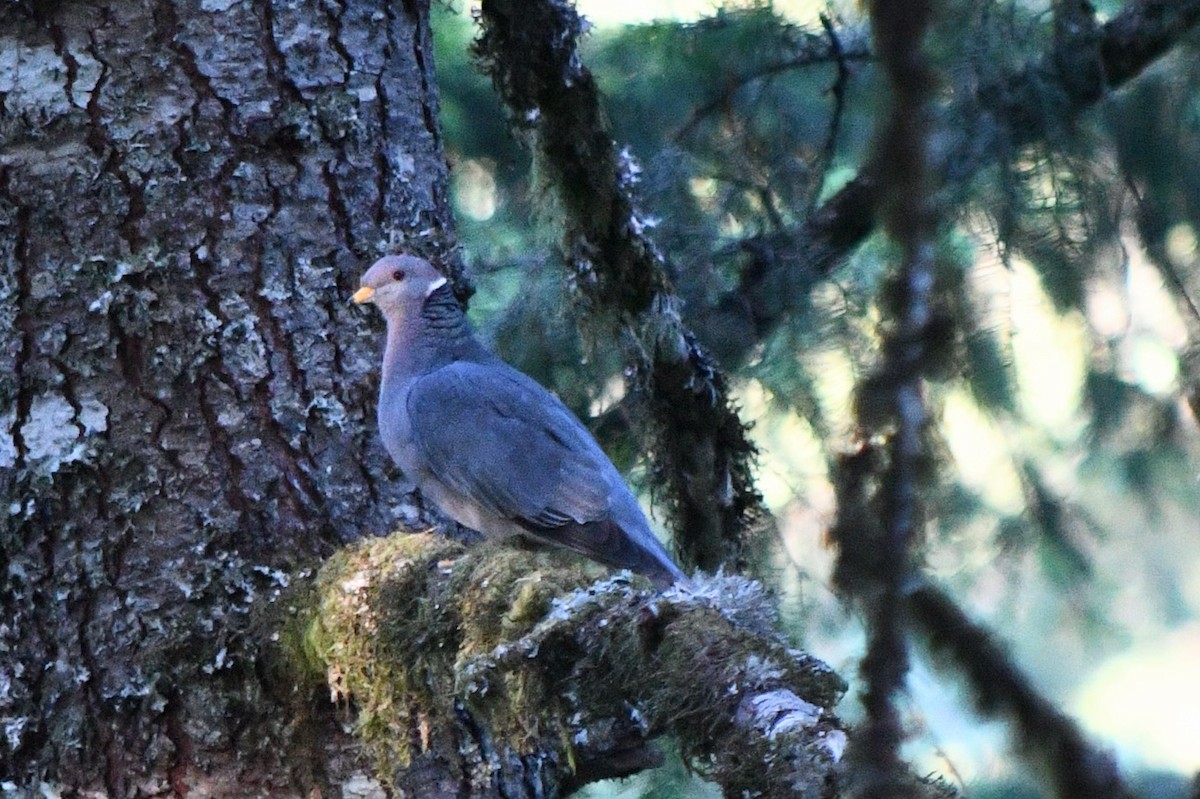 Band-tailed Pigeon - Andrew Hovey