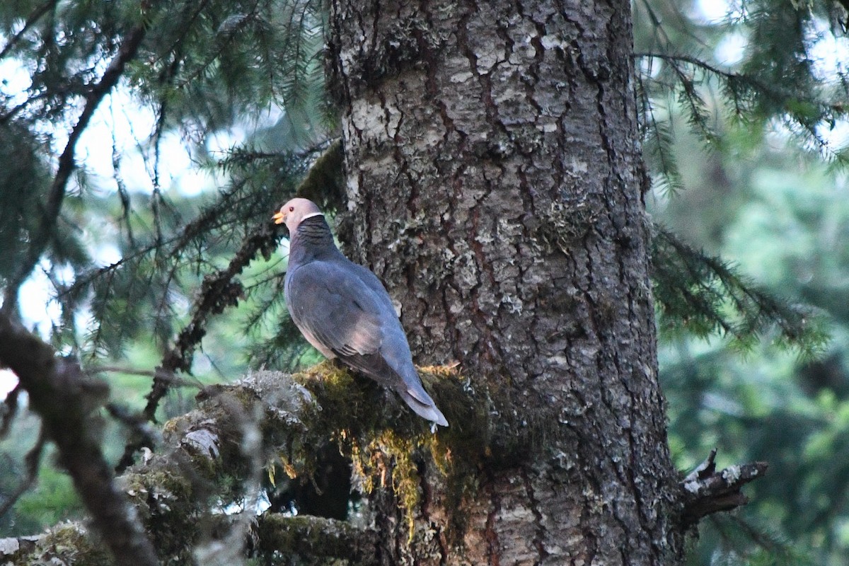 Band-tailed Pigeon - ML620331414