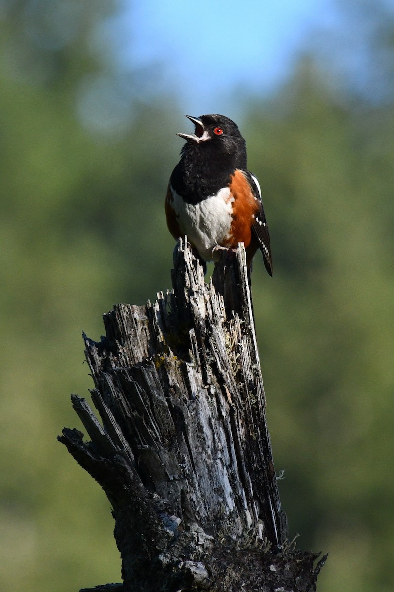 Spotted Towhee - ML620331418