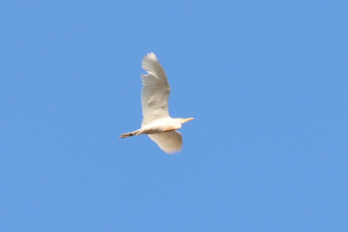 Western Cattle Egret - ML620331421