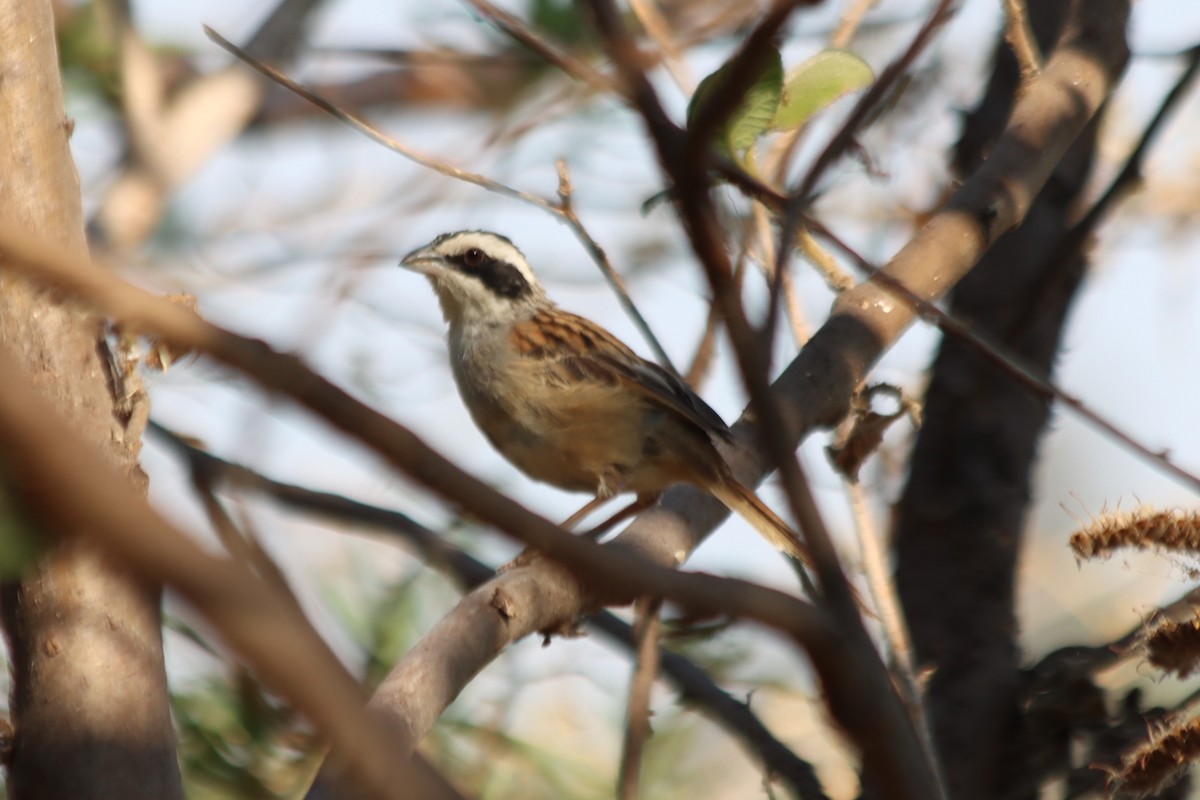Stripe-headed Sparrow - ML620331424