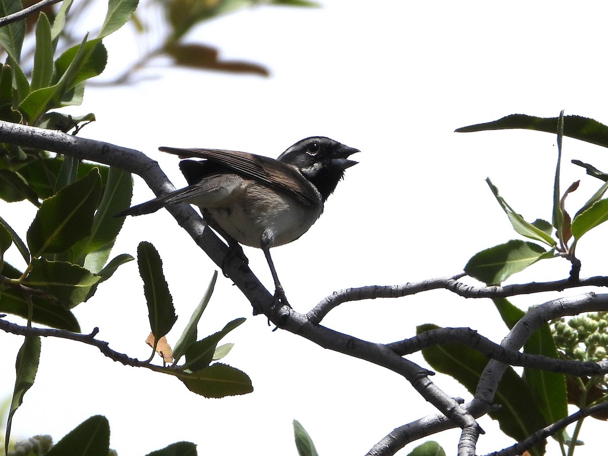 Black-throated Sparrow - ML620331425