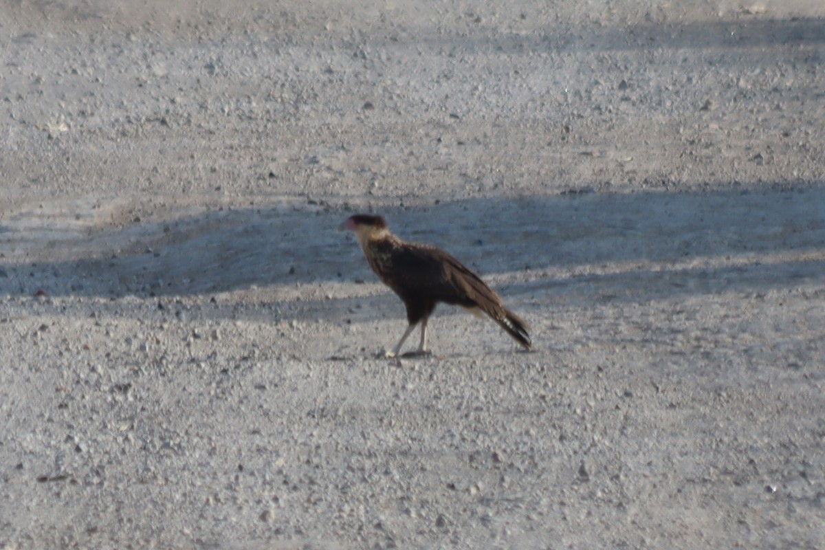 Crested Caracara - ML620331426