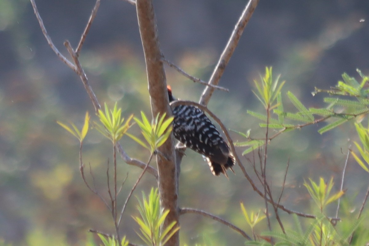 Ladder-backed Woodpecker - ML620331428