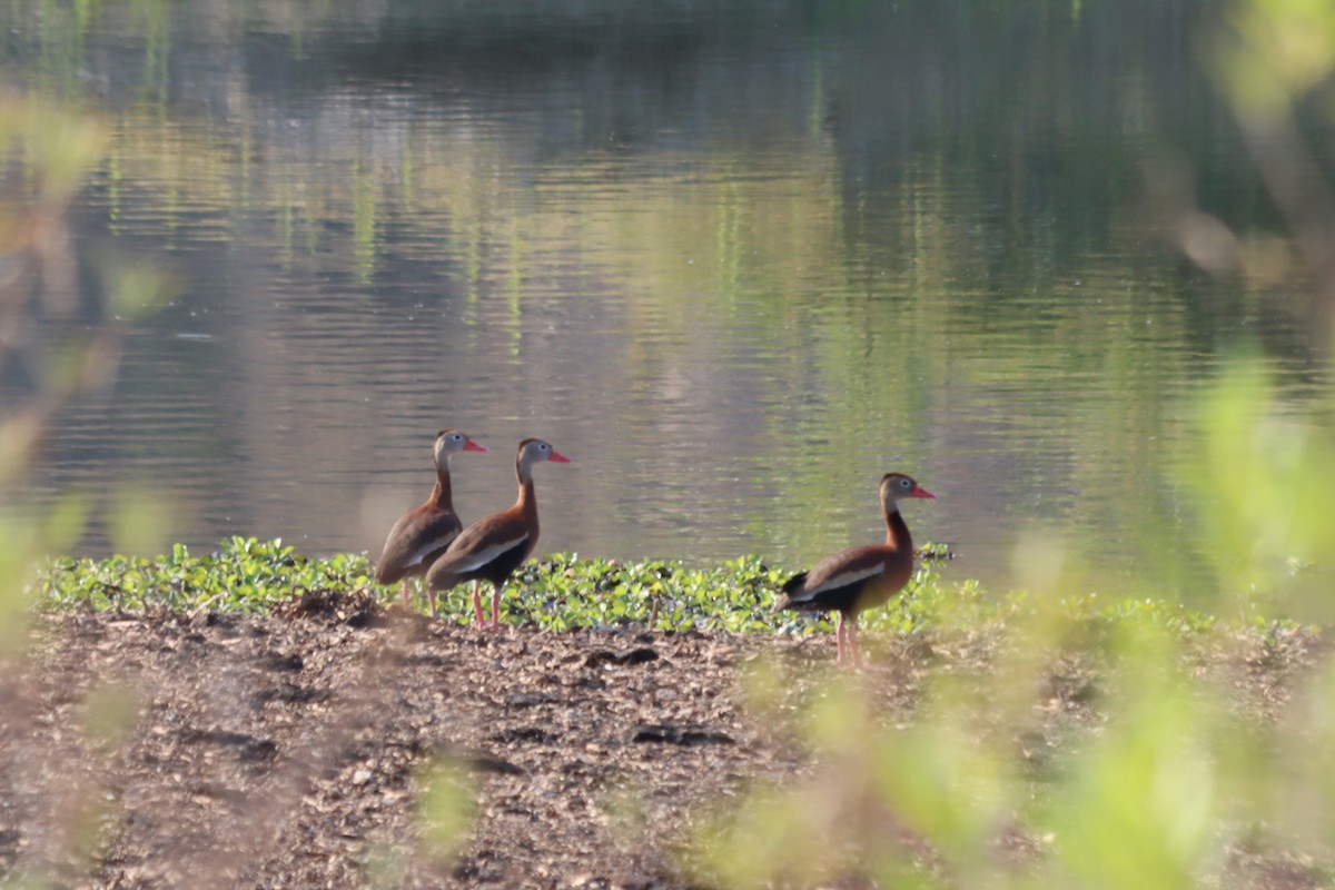 Black-bellied Whistling-Duck - ML620331429