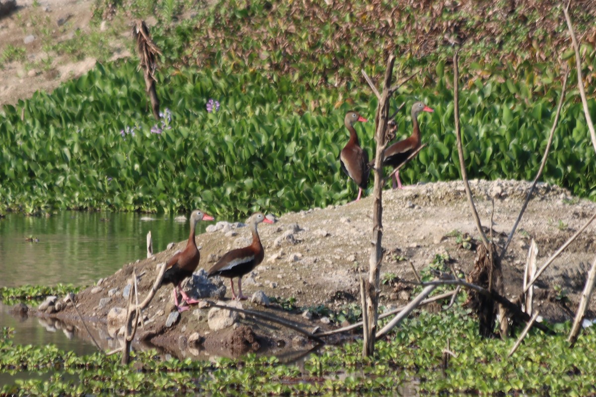 Black-bellied Whistling-Duck - Francisco J. Muñoz Nolasco