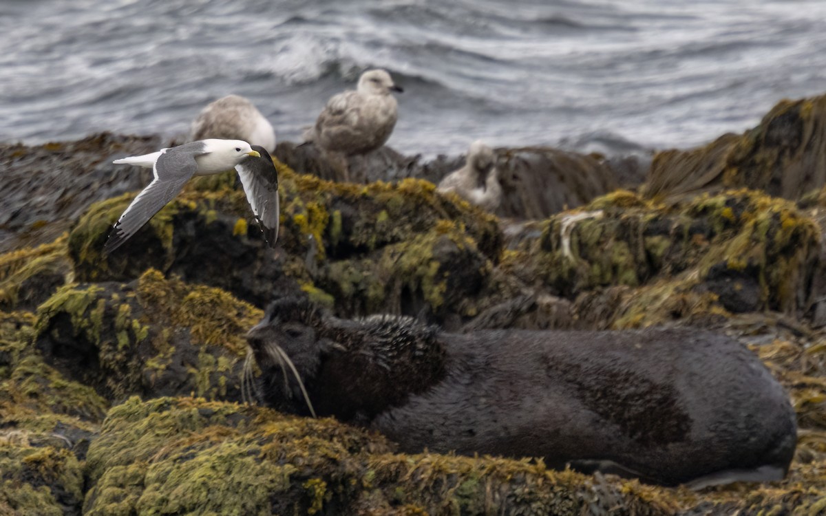 Red-legged Kittiwake - George Armistead | Hillstar Nature