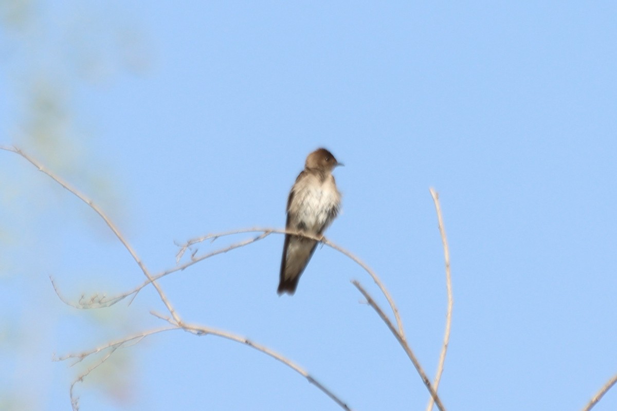 Northern Rough-winged Swallow - ML620331441