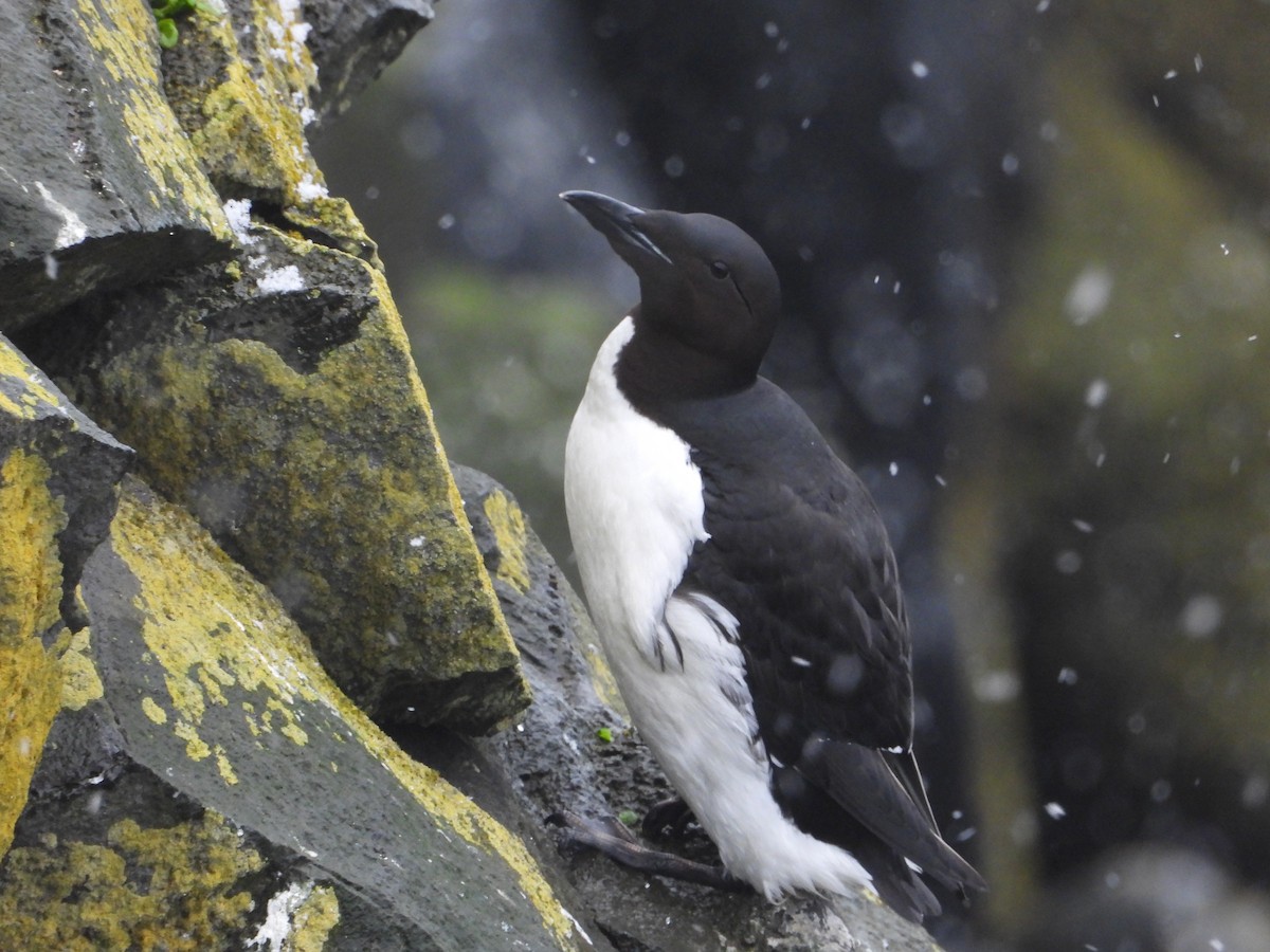 Thick-billed Murre - ML620331442
