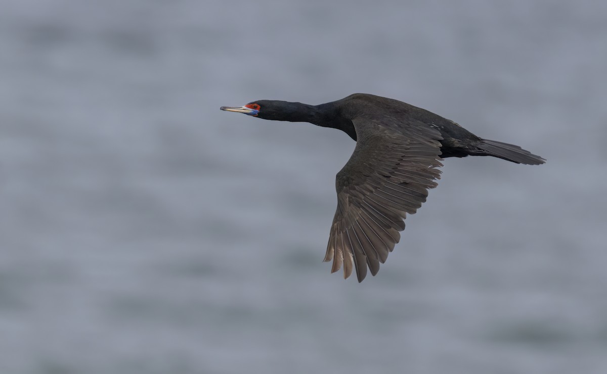 Red-faced Cormorant - ML620331443