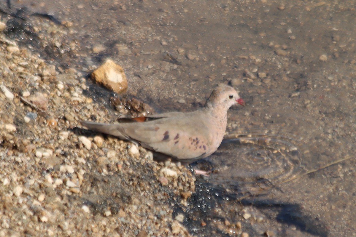 Common Ground Dove - ML620331445