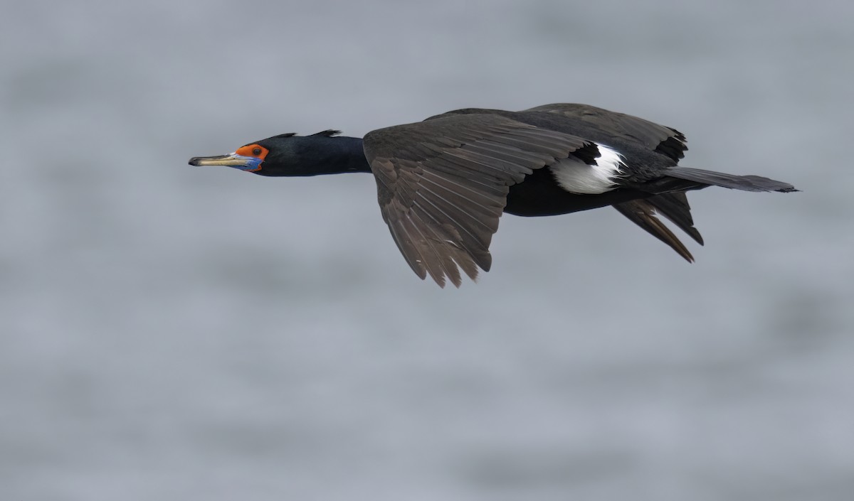 Red-faced Cormorant - ML620331446