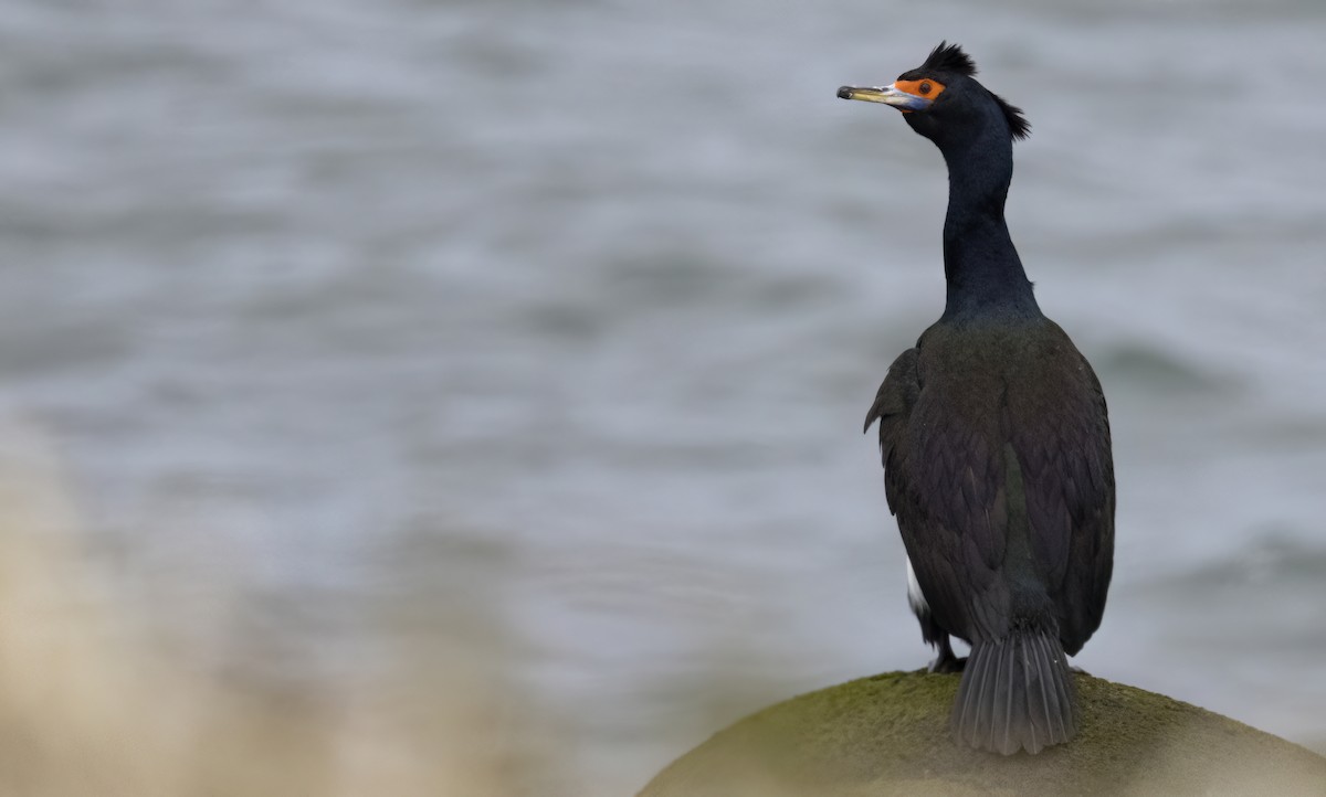 Red-faced Cormorant - ML620331447