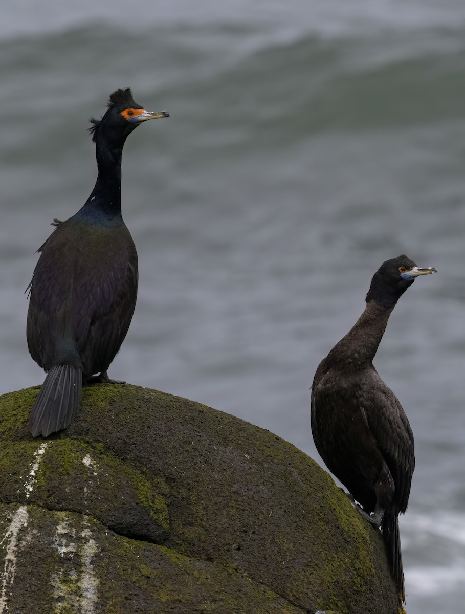 Red-faced Cormorant - ML620331448
