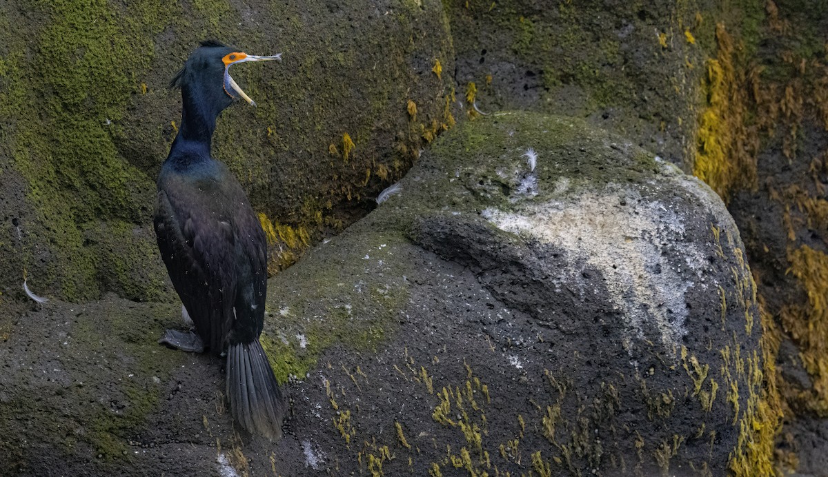 Red-faced Cormorant - ML620331450