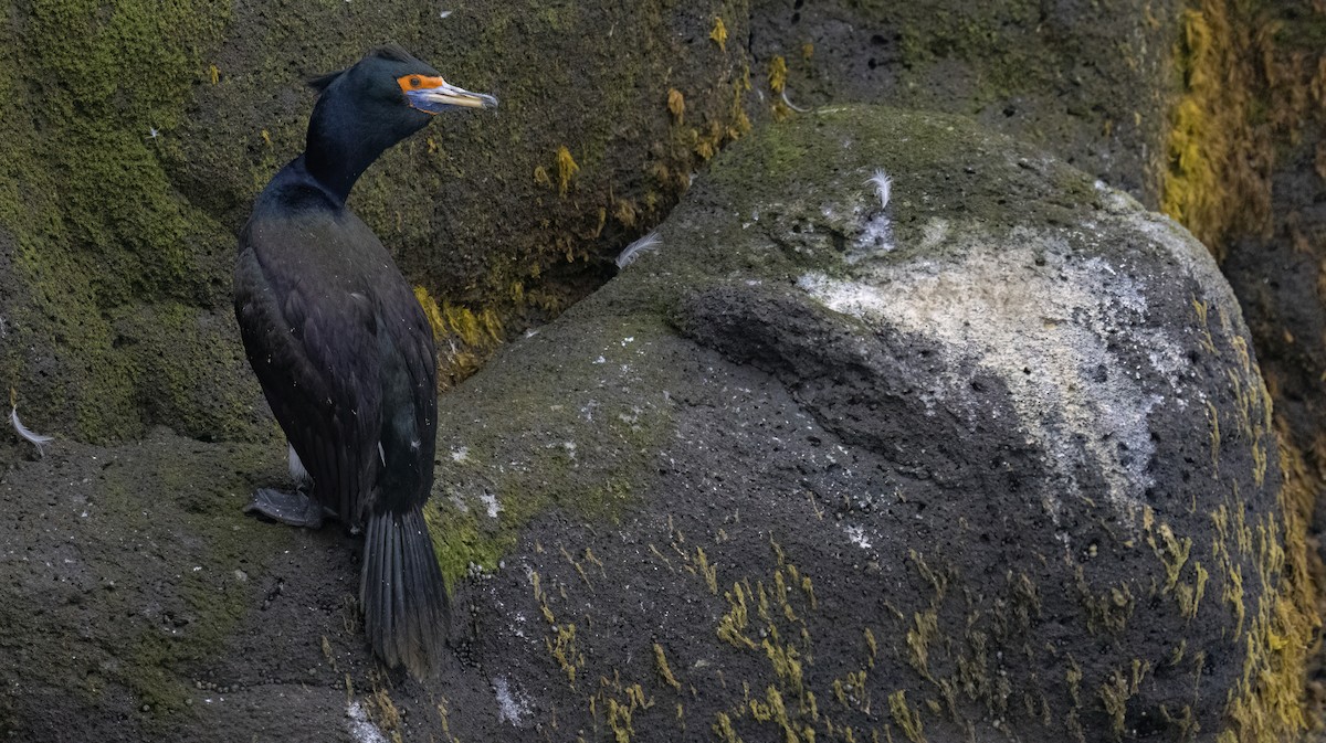 Red-faced Cormorant - ML620331451