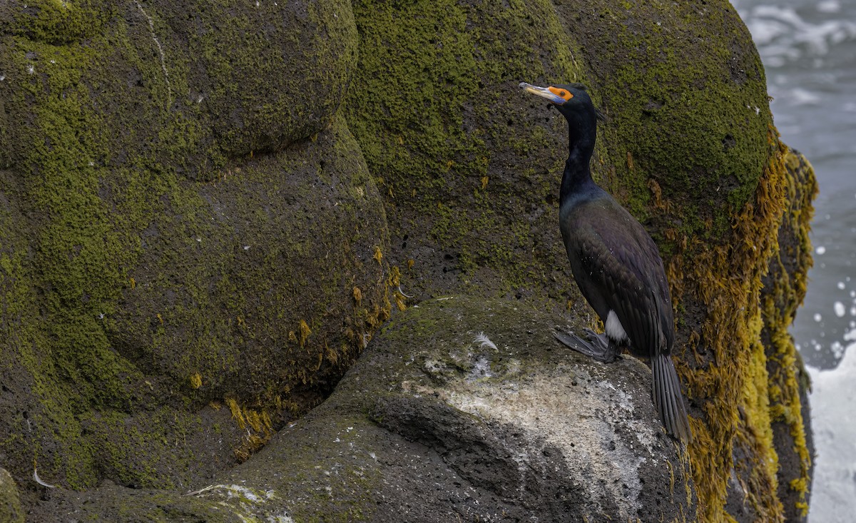Red-faced Cormorant - ML620331452