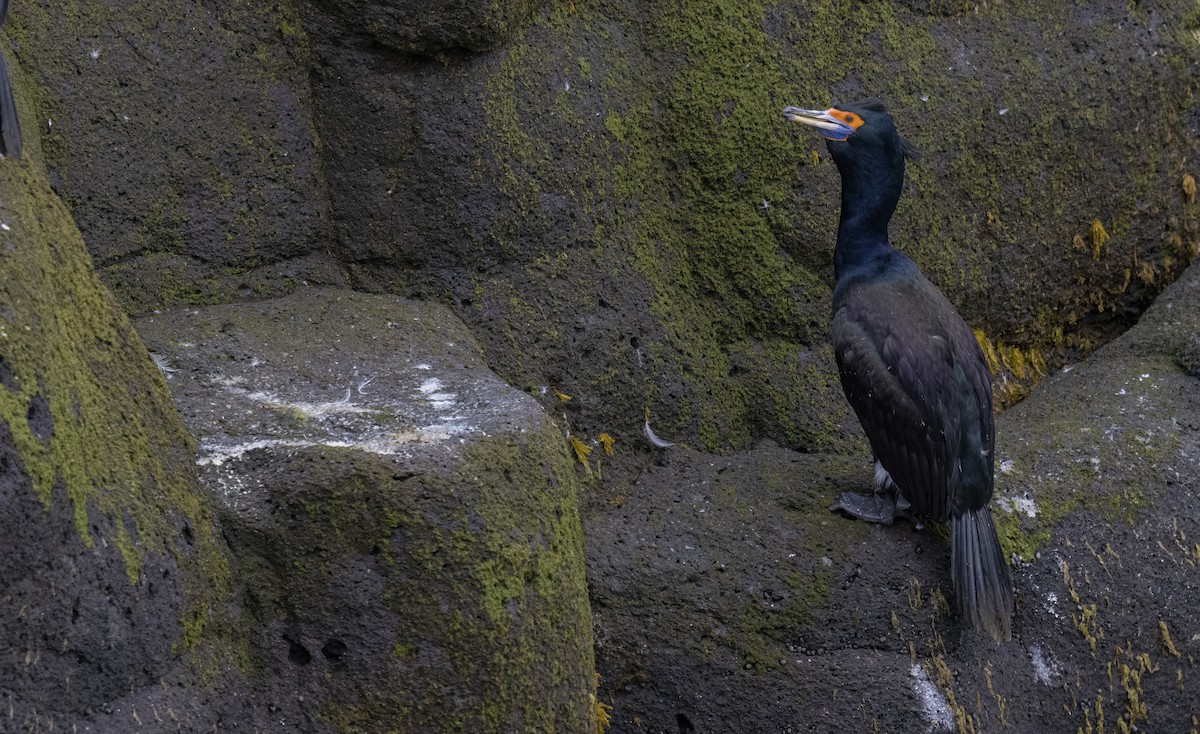 Red-faced Cormorant - ML620331453