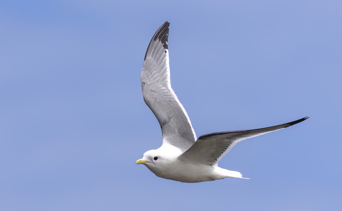 Red-legged Kittiwake - ML620331465