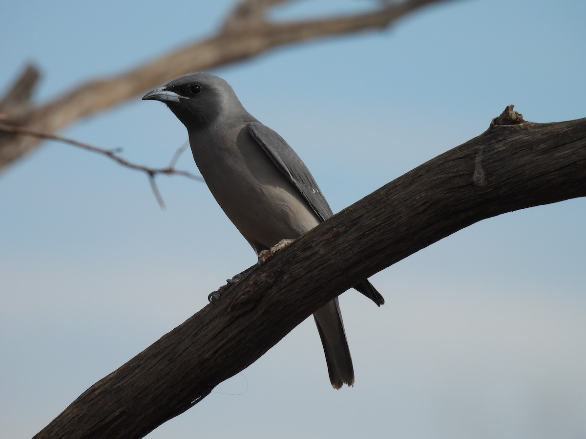 Black-faced Cuckooshrike - ML620331470