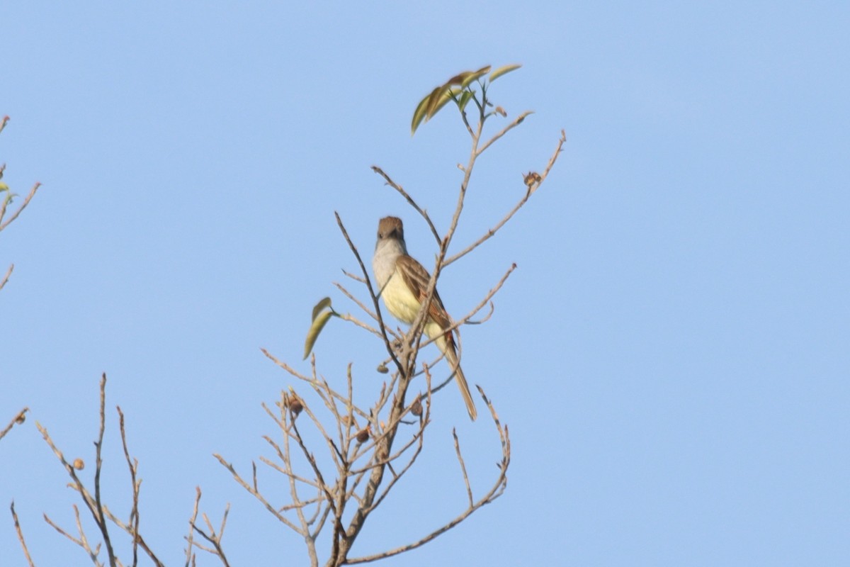 tanımsız Myiarchus sp. - ML620331471