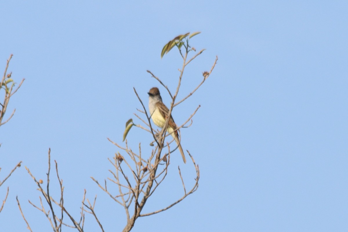 tanımsız Myiarchus sp. - ML620331472