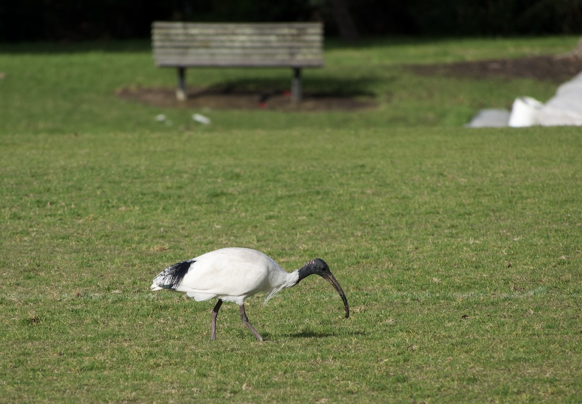 Australian Ibis - ML620331479