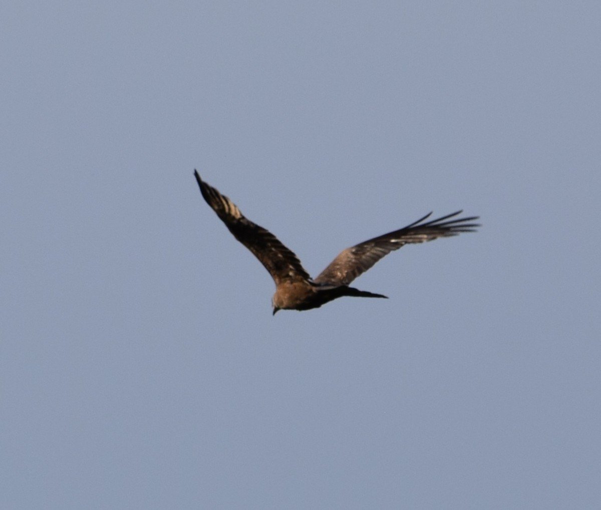 Black Kite - ML620331489