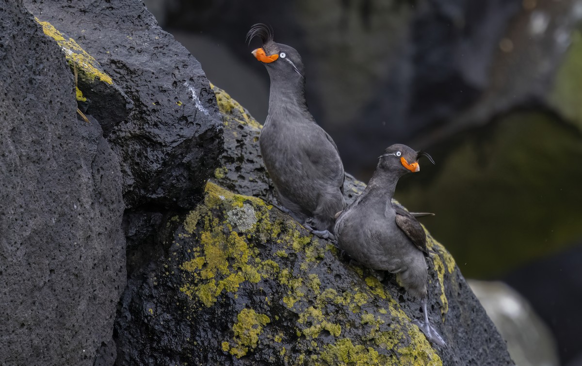Crested Auklet - ML620331492