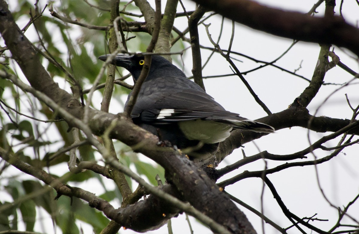 Pied Currawong - ML620331493