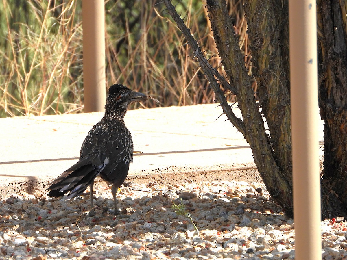 Greater Roadrunner - ML620331503