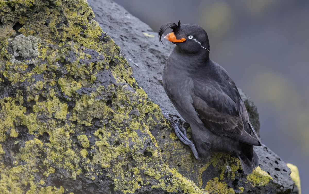 Crested Auklet - ML620331508