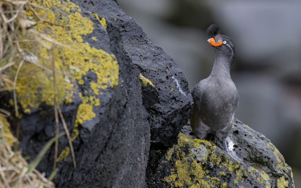 Crested Auklet - ML620331509