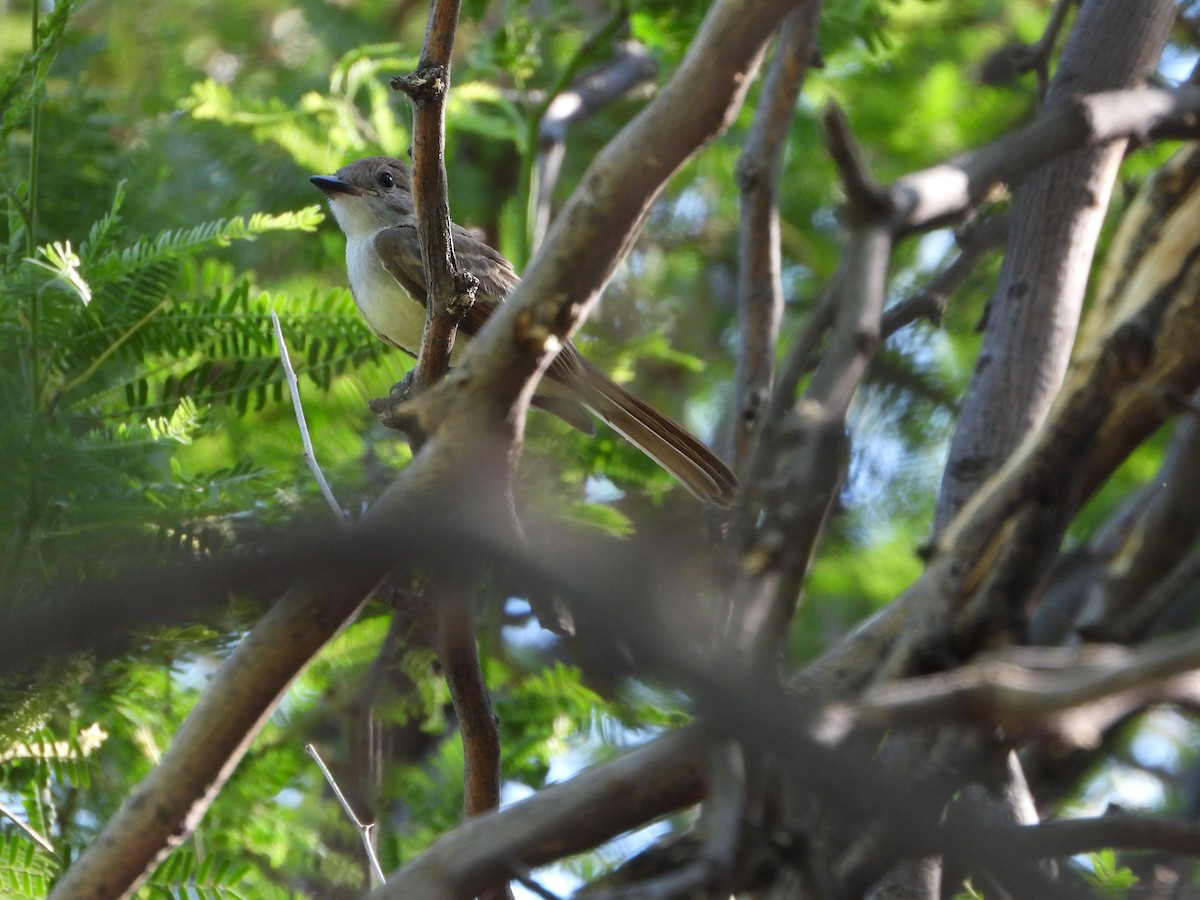 Ash-throated Flycatcher - ML620331512