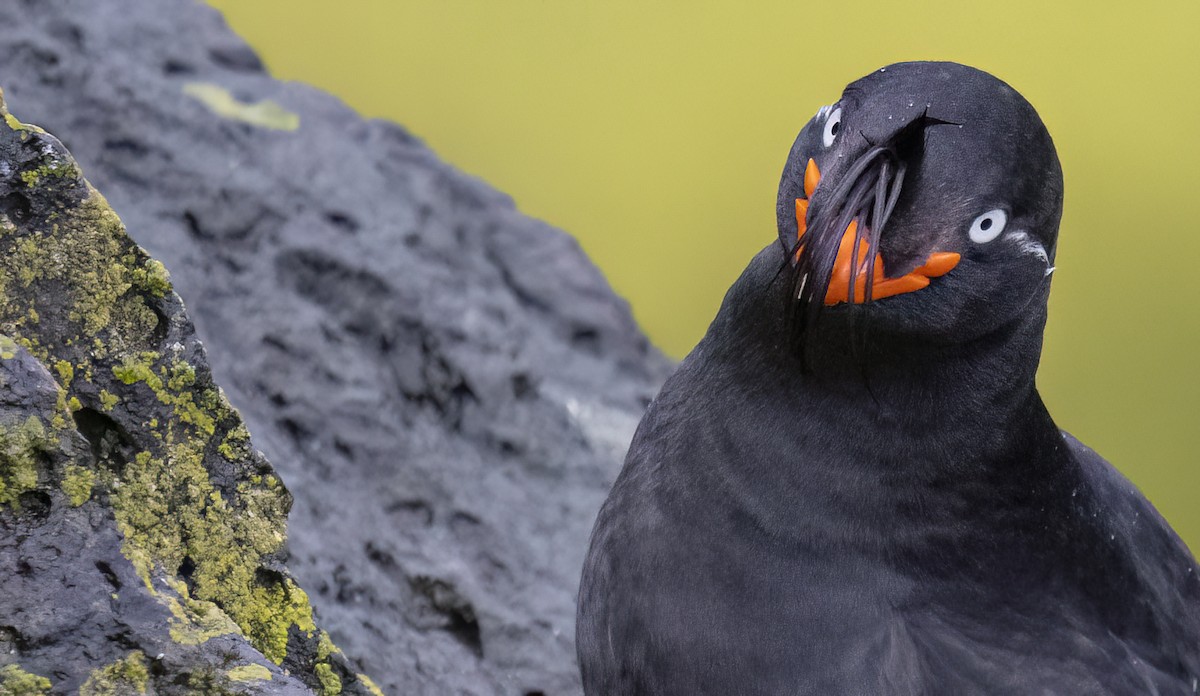 Crested Auklet - ML620331517