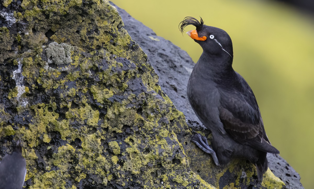 Crested Auklet - ML620331520