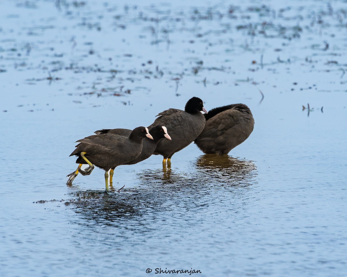 Eurasian Coot - ML620331521